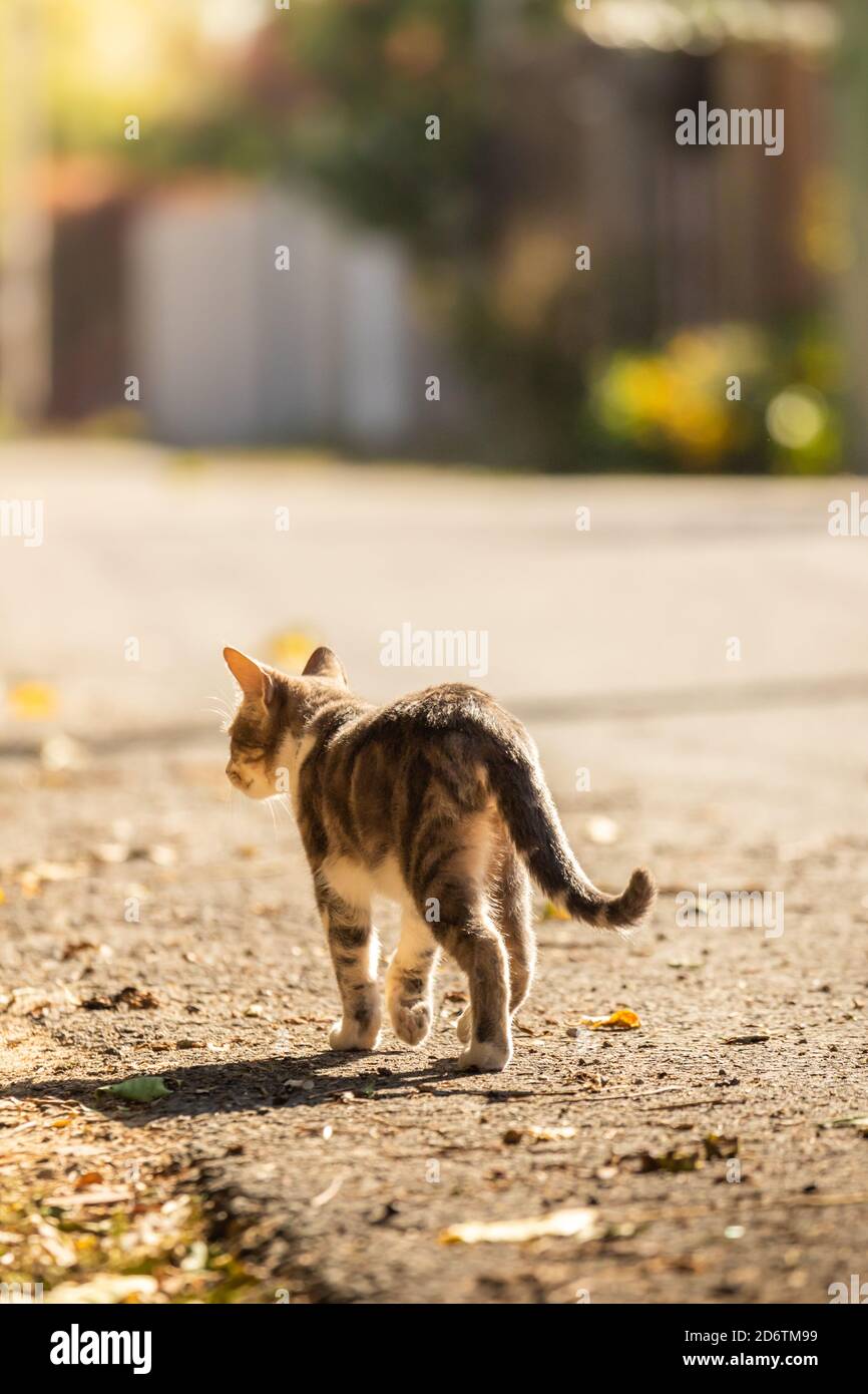Beautiful kitty sitting on the autumn tree Stock Photo - Alamy
