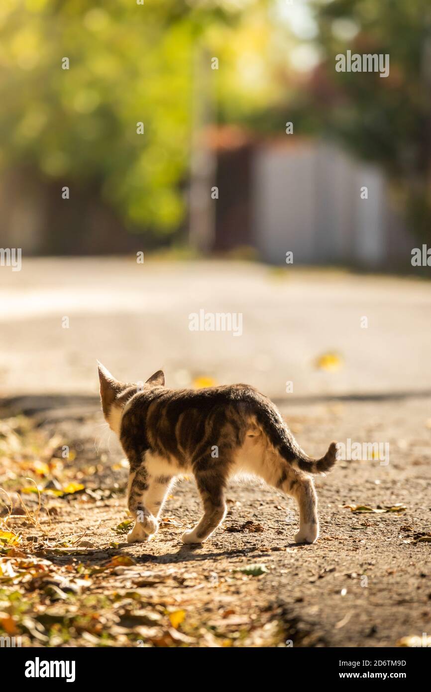 Beautiful kitty sitting on the autumn tree Stock Photo - Alamy