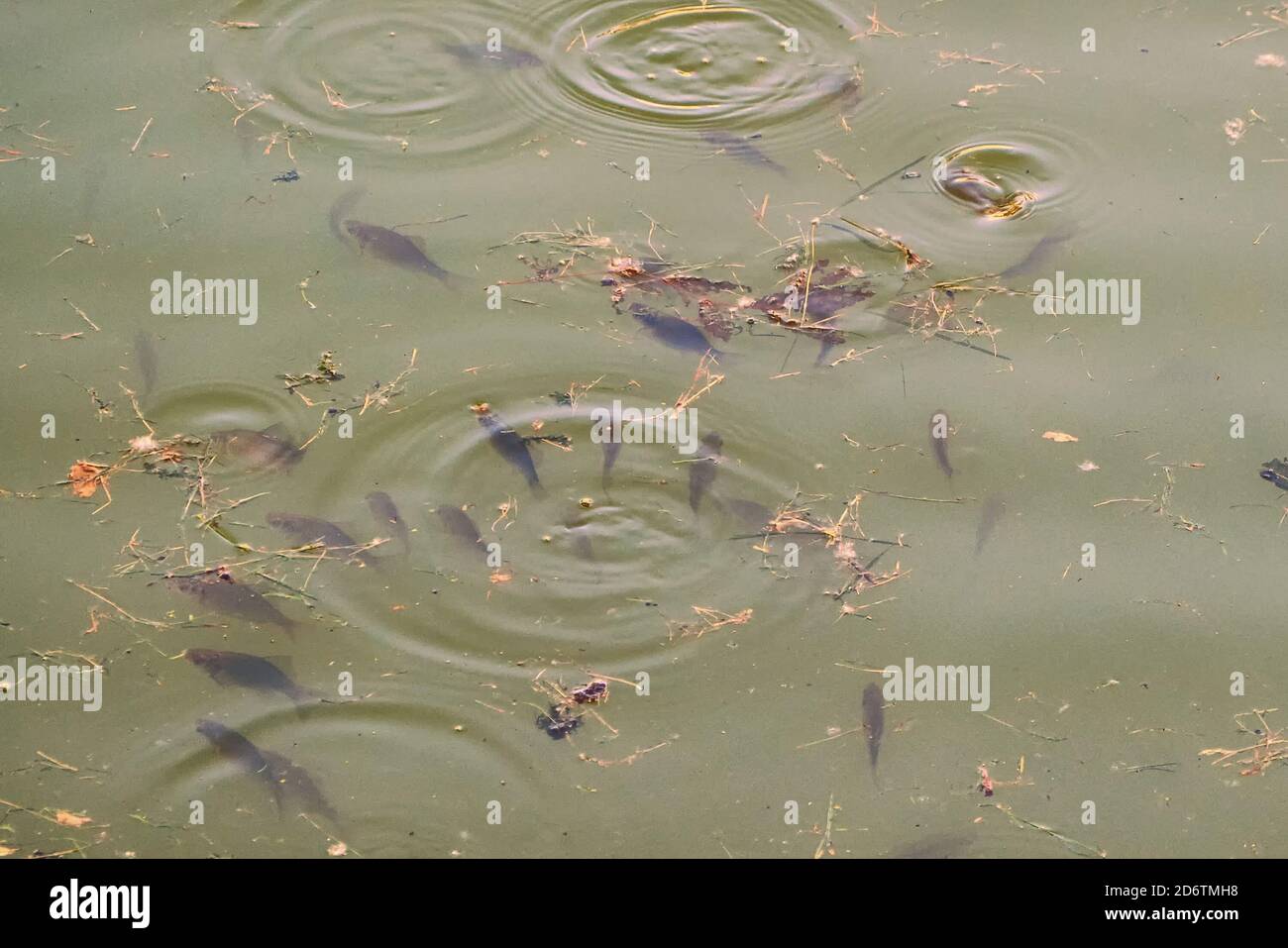 Fish swim in the dirty river covered with garbage. Carp are looking for food in the green water blooming with algae. Stock Photo