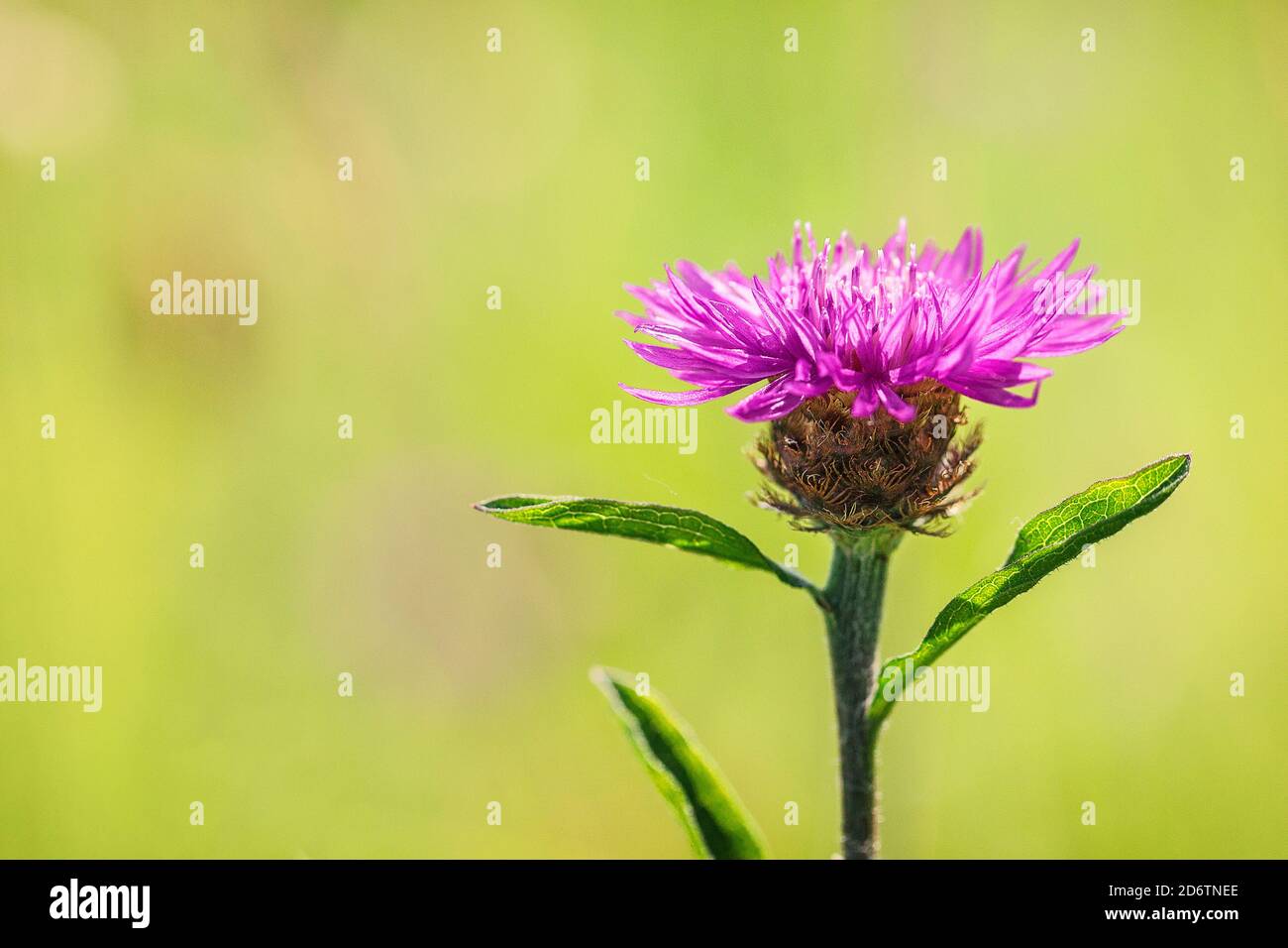 A brown knapweed flower in the field in the summer Stock Photo