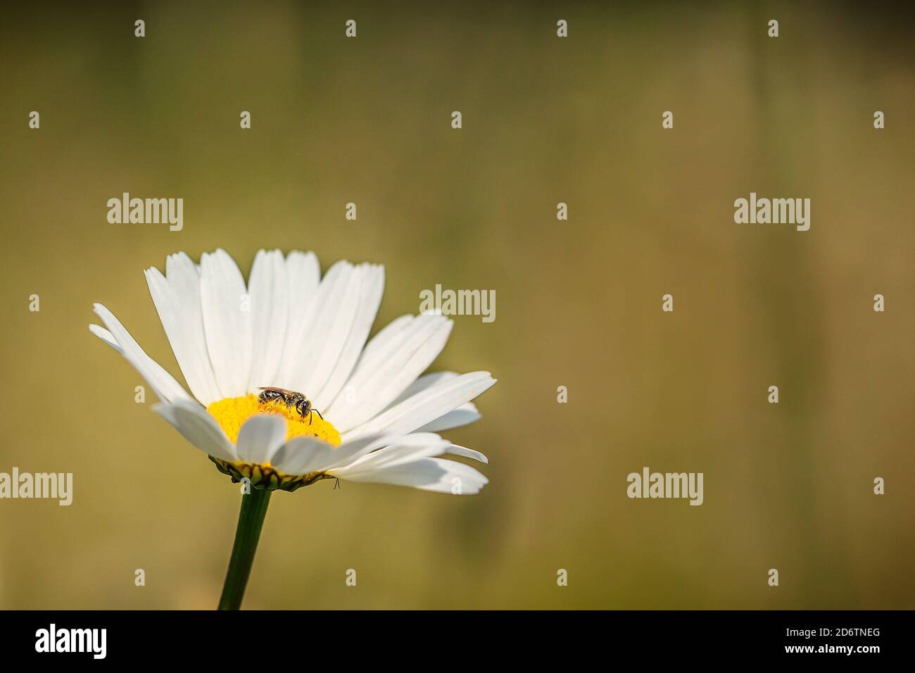 A Daisy flower (Leucanthemum vulgare) in the spring with a bee (Antophila) Stock Photo
