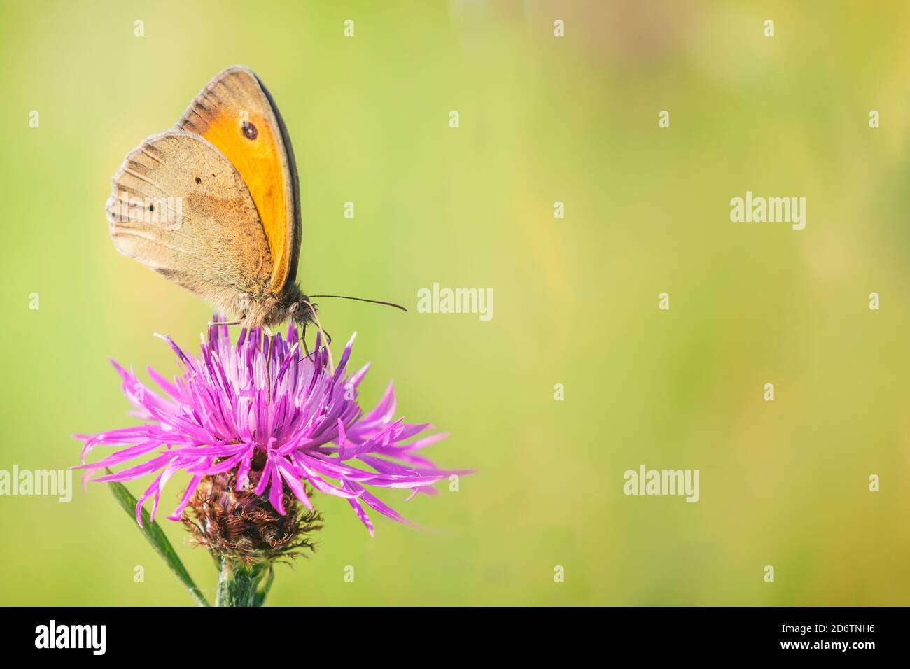 A brown knapweed flower (Centaurea jacea) in the field in the summer with a meadow brown (Maniola jurtina) butterfly Stock Photo