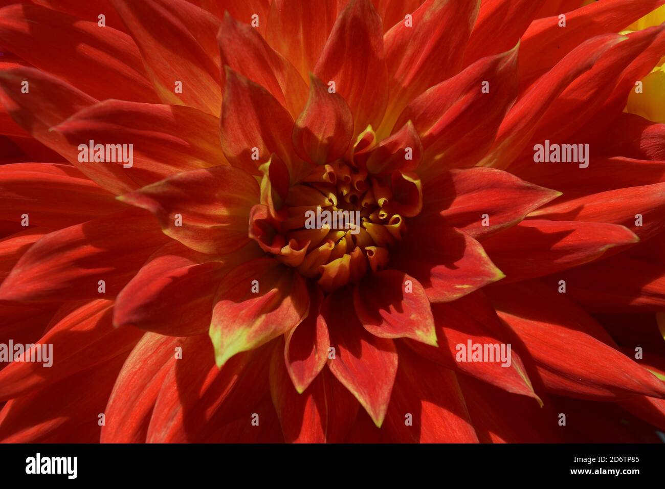 blooming dahlia as a beautiful floral background Stock Photo