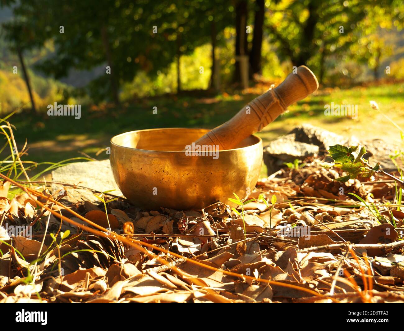 Singing bowl placed on autumn leaves with the forest in the background, during the sunset. Stock Photo
