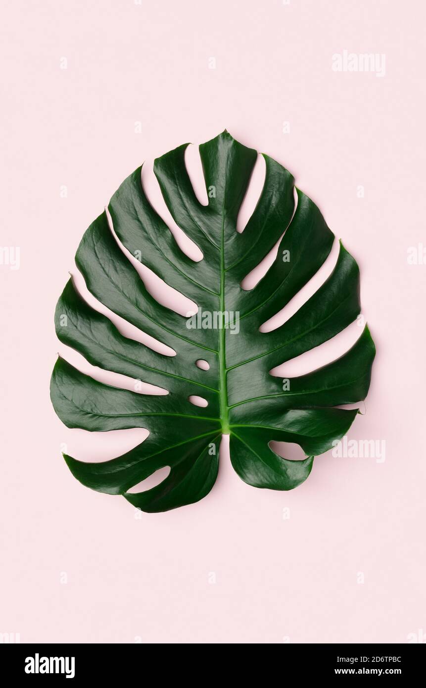 Monstera leaf on a light pink background. Stock Photo