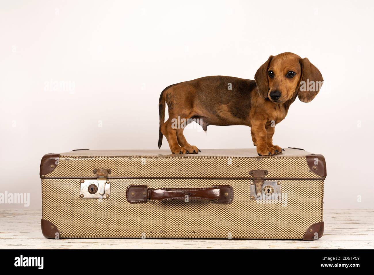 Portrait of a tan dachshund pup sitting on a suitcase isolated on