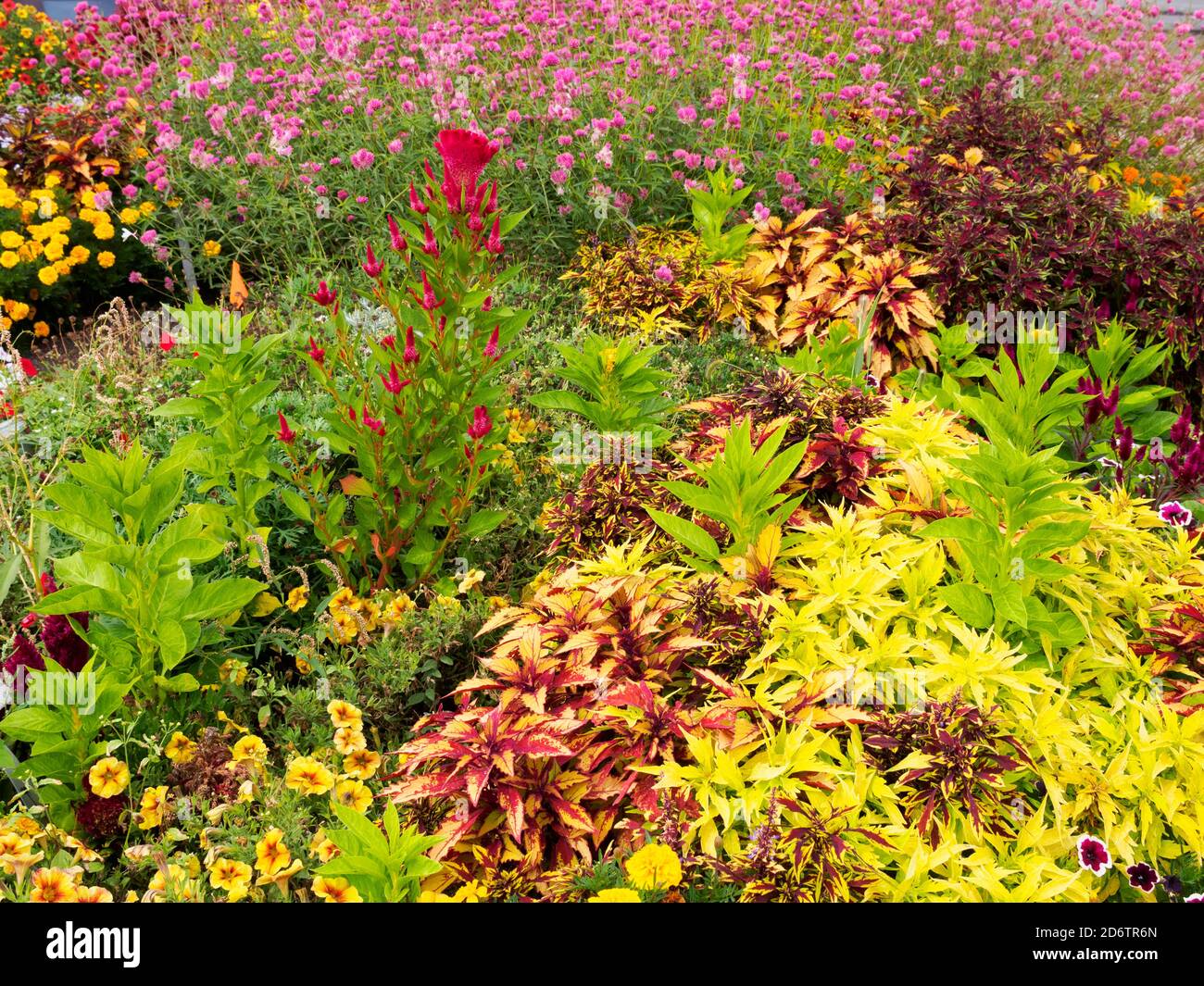 Marigold Flowers Petunia Flowers High Resolution Stock Photography and ...