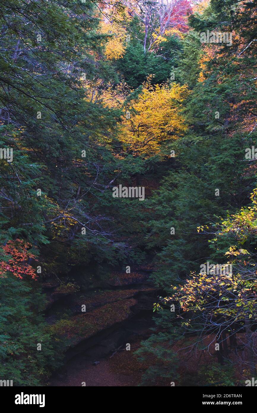 Woody ravine hi-res stock photography and images - Alamy