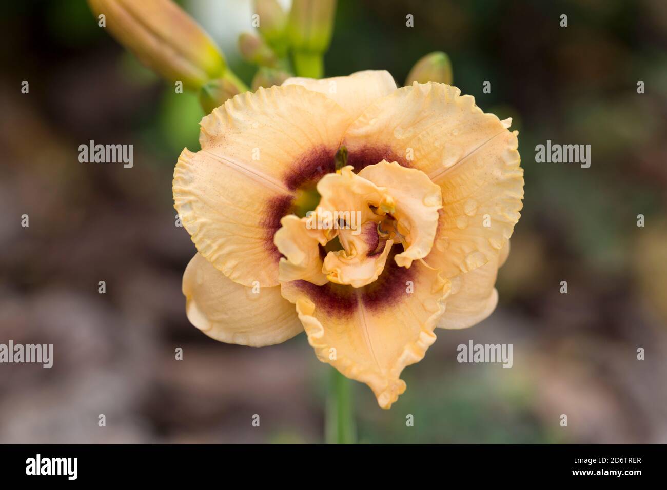 Daylily hemerocallis Dewy Sweet Stock Photo