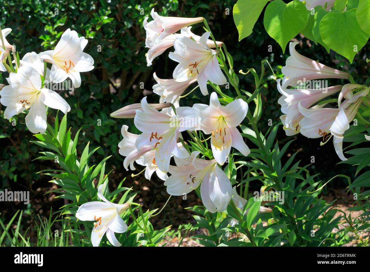 Oriental hybrid lily, Lilium longiflorum Bellsong Stock Photo