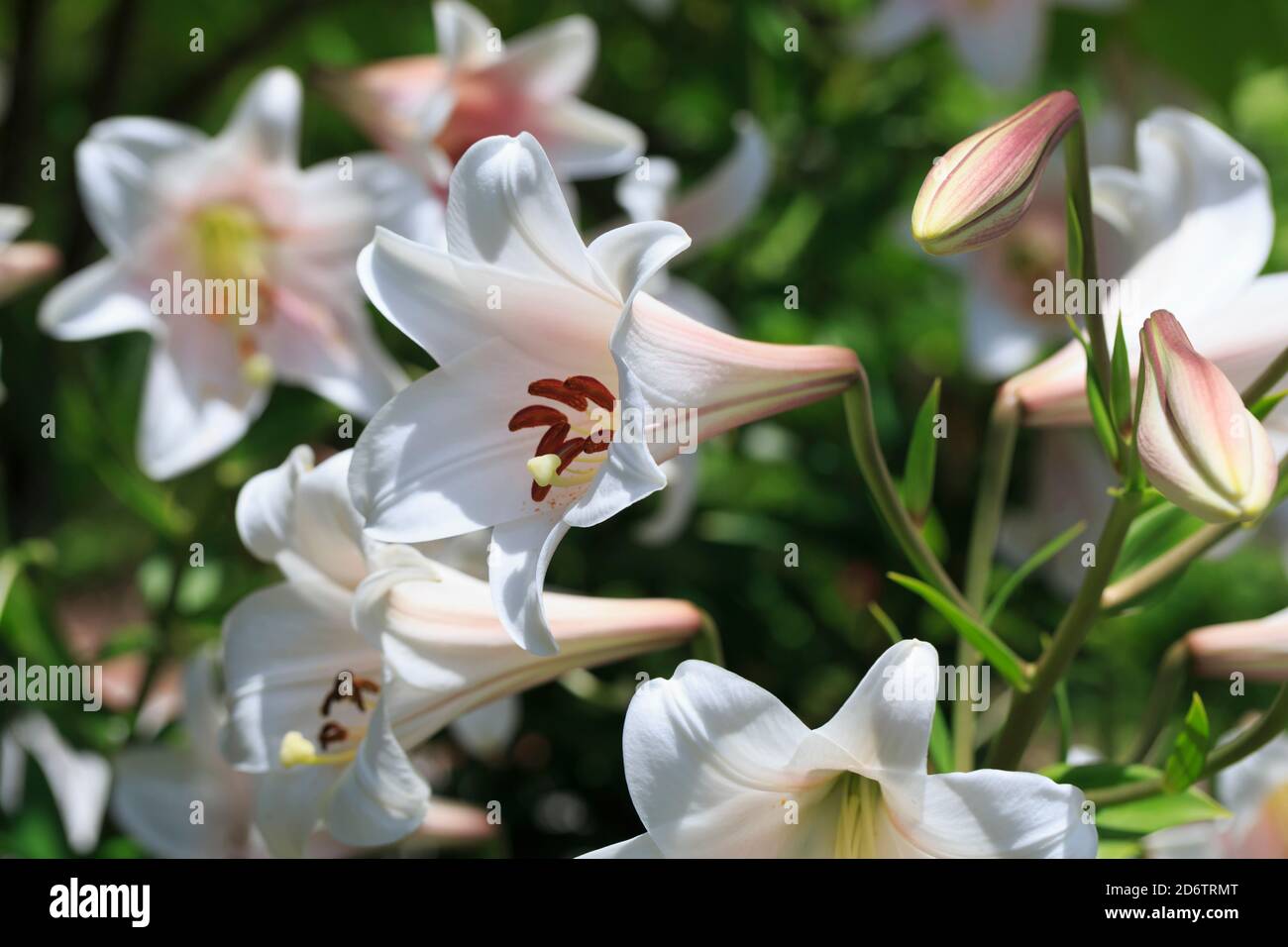 Lilium longiflorum hi-res stock photography and images - Alamy