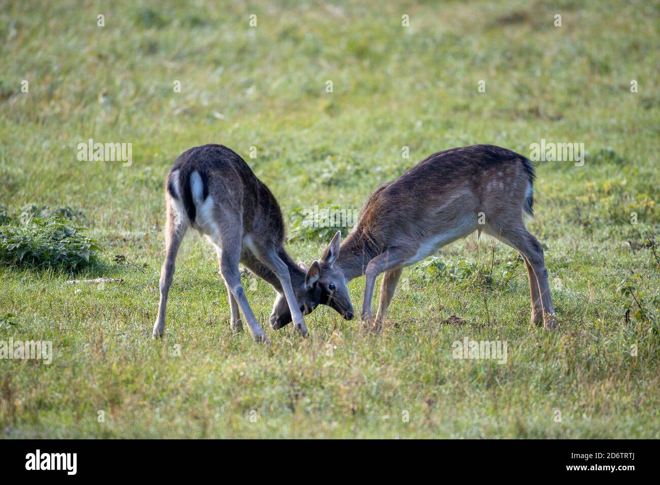 Falkenhagen, Germany. 11th Oct, 2019. Two fallow deer calves play on the rutting meadow. Fallow deer can only successfully participate in the rut at the age of four. Credit: Ingolf König-Jablonski/dpa-zentralbild/ZB/dpa/Alamy Live News Stock Photo