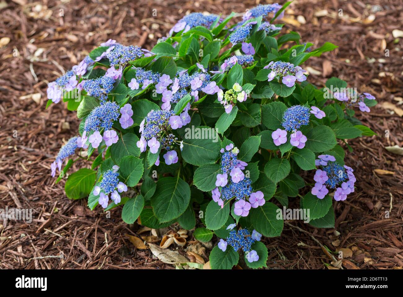 Hydrangea macrophylla, lacecap hydrangea with blue and mauve flowers Stock Photo
