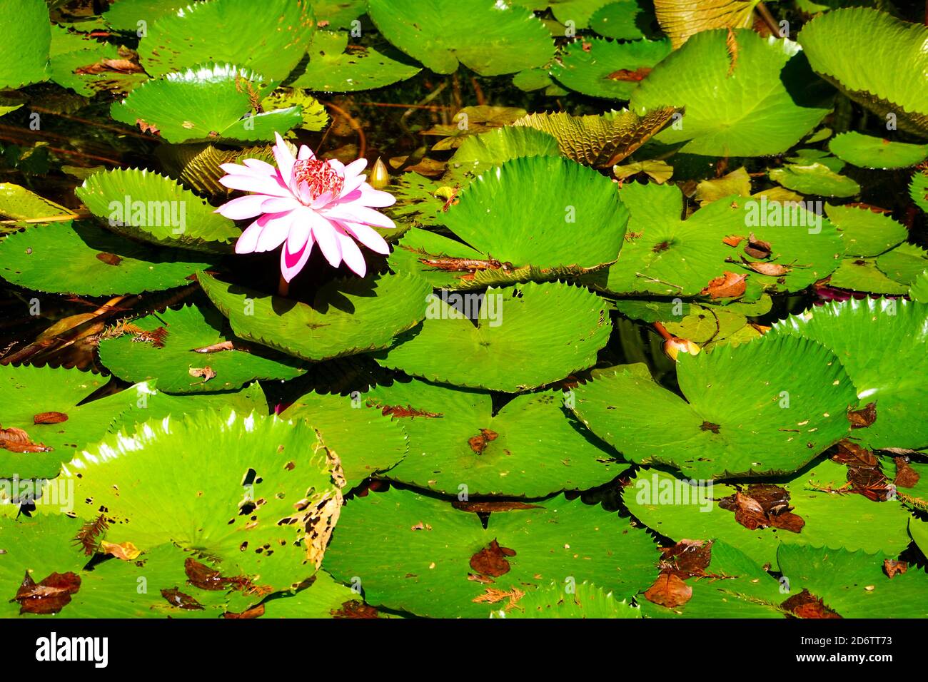 Single purple lily flower, Nymphaea, in a pond, surrounded by lily pads. Florida, USA. Stock Photo