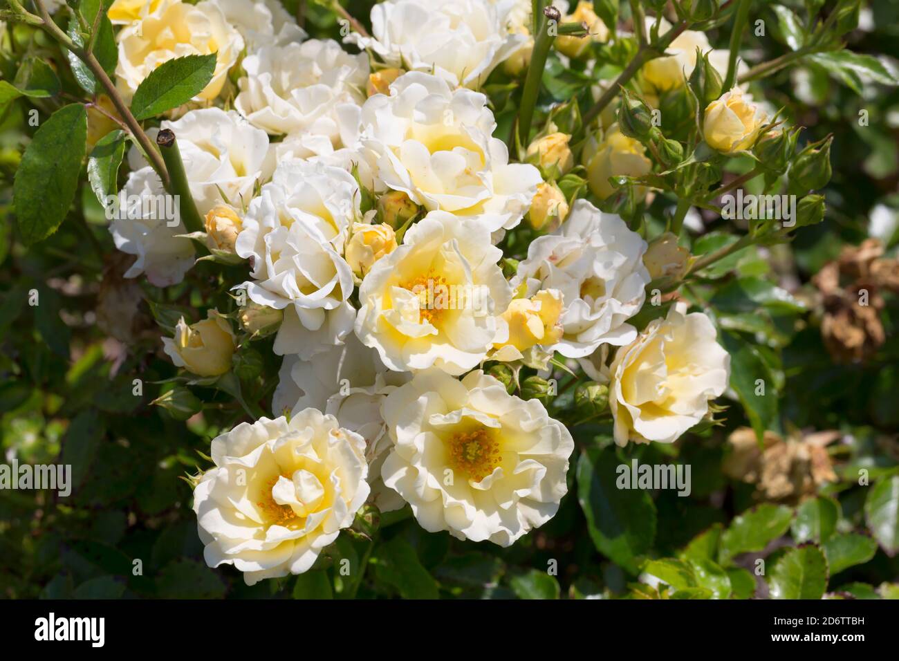 Rose, Rosa Popcorn Drift Stock Photo