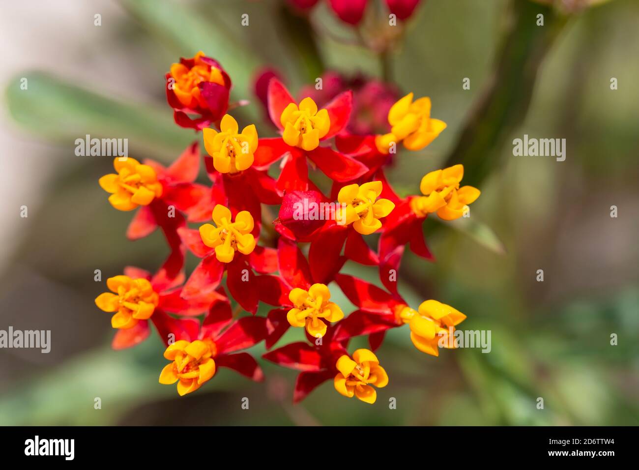 Tropical milkweed in a South Carolina garden.  Milkweed attracts butterflies but this variety is controversial. Stock Photo