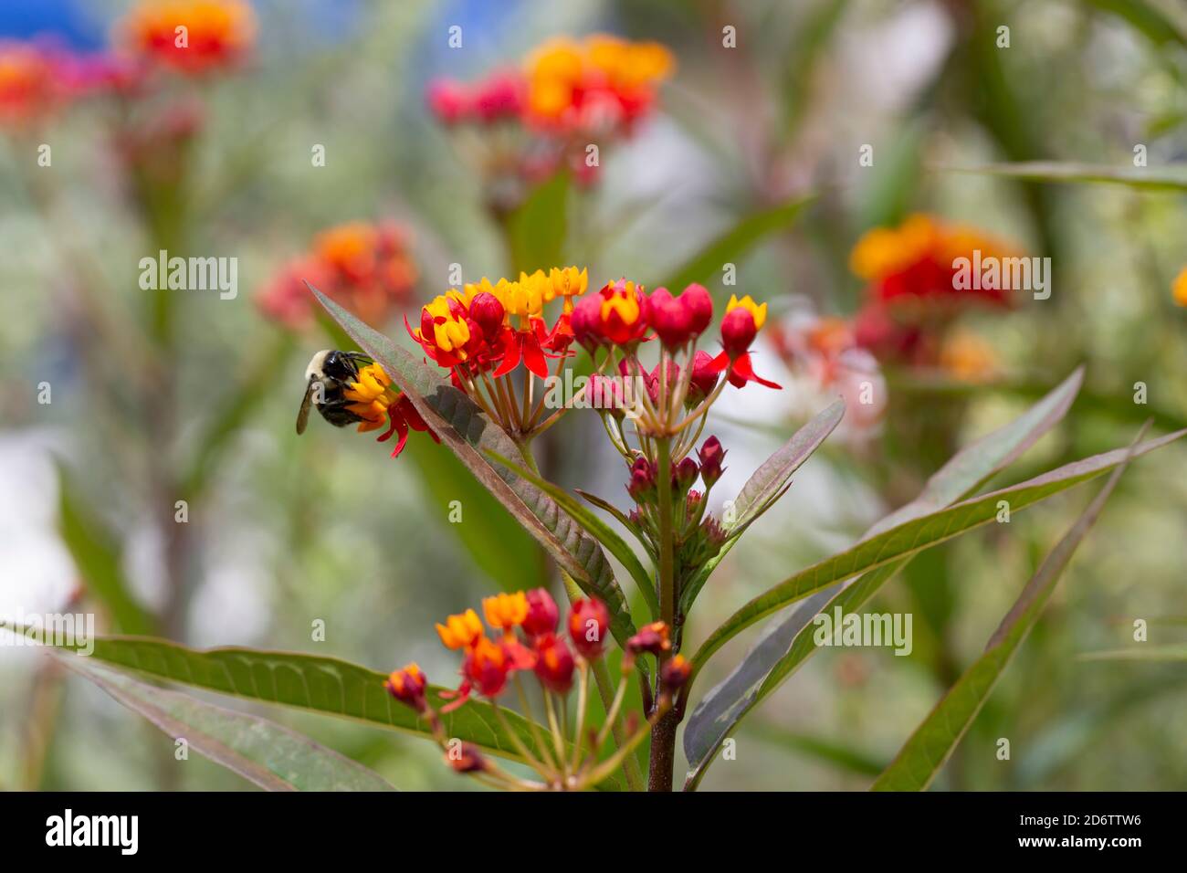 Tropical milkweed in a South Carolina garden. A bee collects pollen from the bright yellow and red orange blooms. Stock Photo