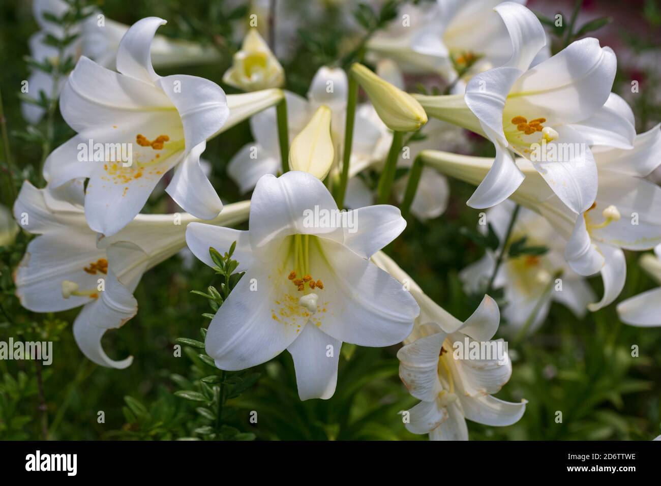 Oriental Trumpet lily, lilium Garden Affair Stock Photo