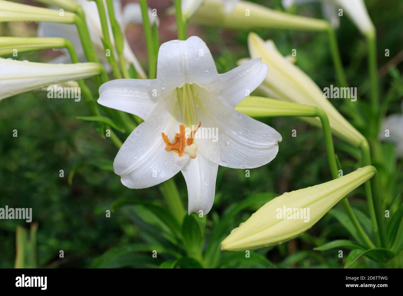 Oriental Trumpet lily, lilium Garden Affair Stock Photo