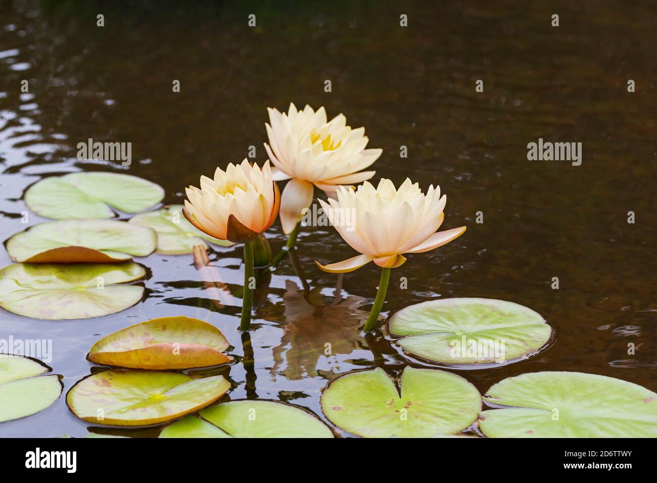 Water lilies in a pond in South Carolina Stock Photo