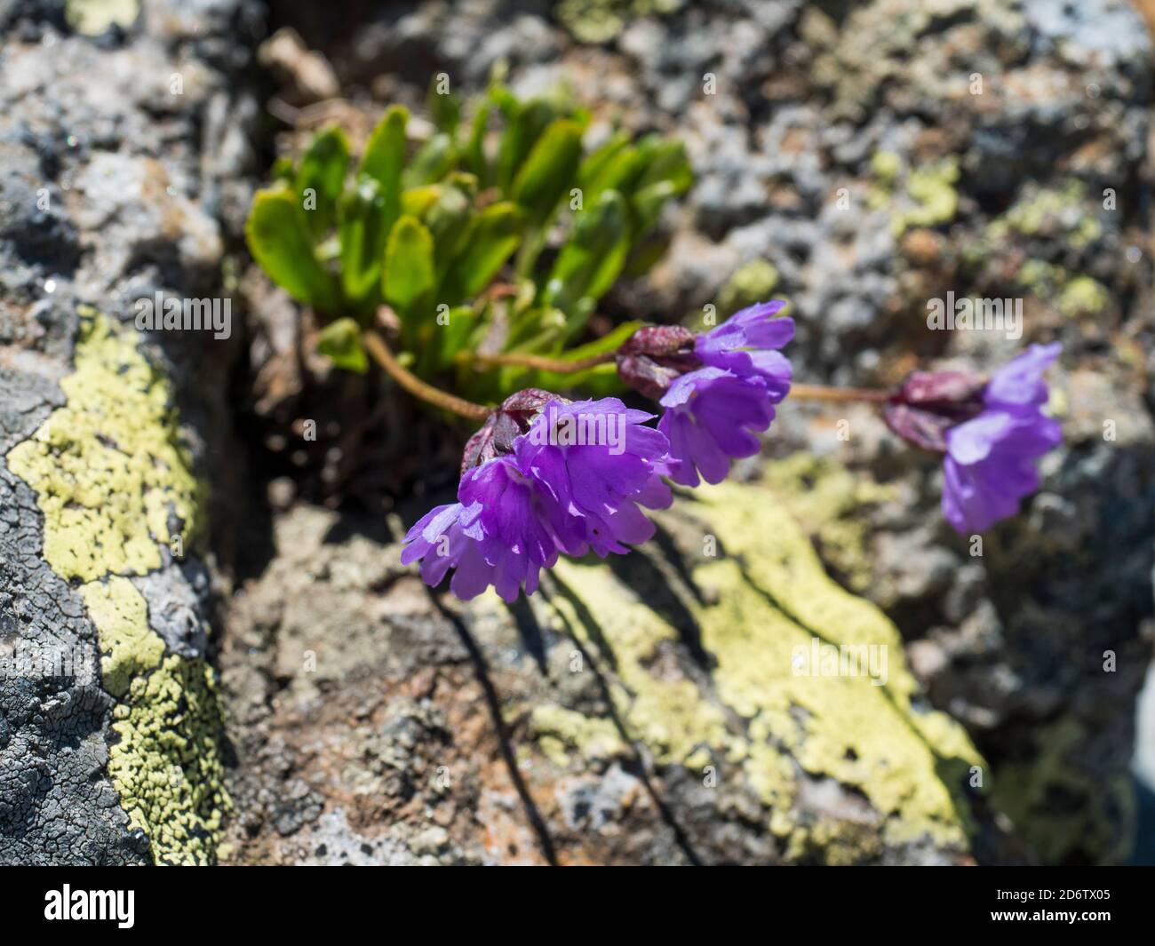 close up violet blooming Primula glutinosa plant, delicate alpine flower with green leaves on rocky background, selective focus Stock Photo