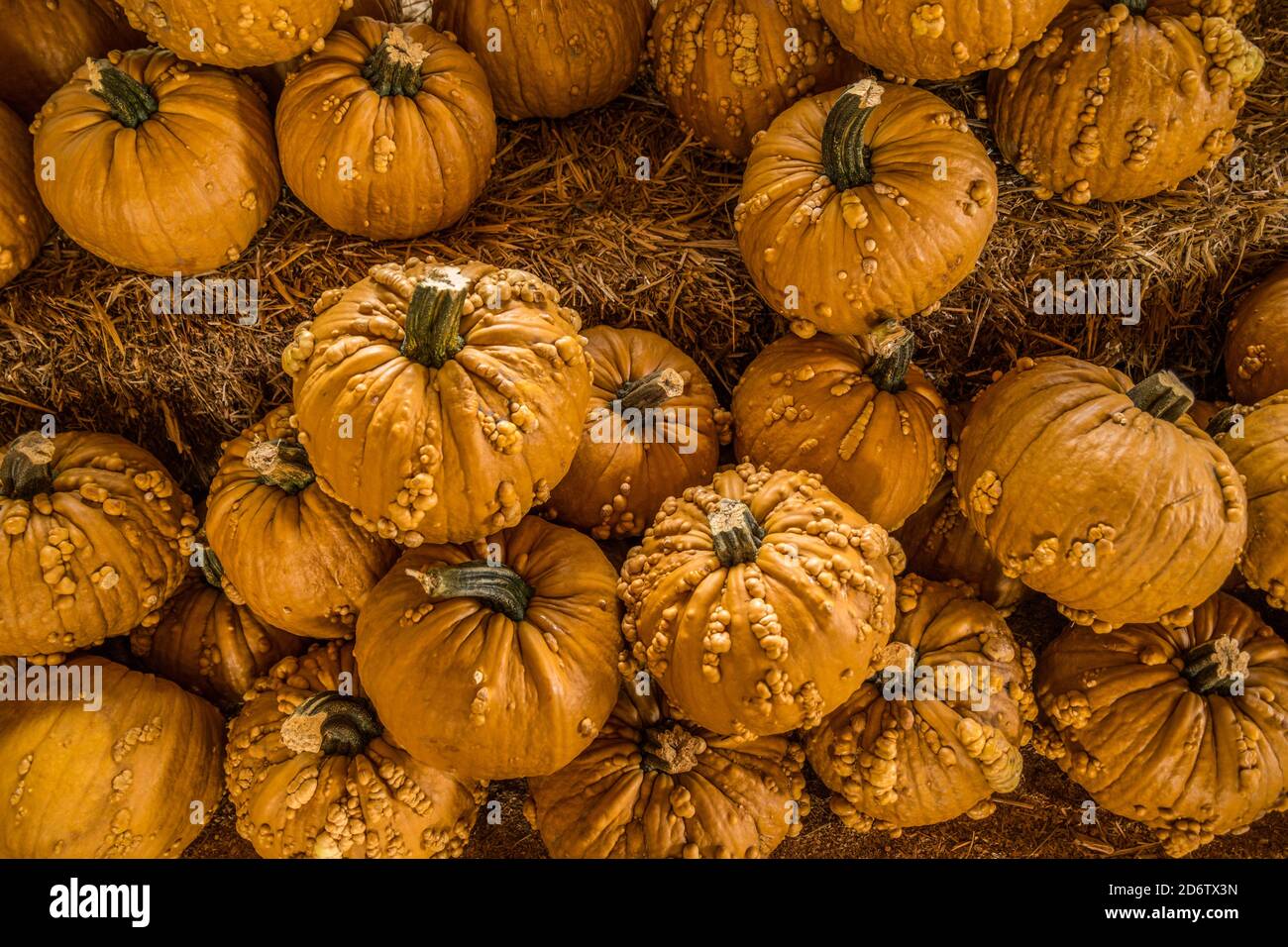 Looking downward closeup on small goose bump pumpkins sitting on hay bales outdoors in autumn Stock Photo
