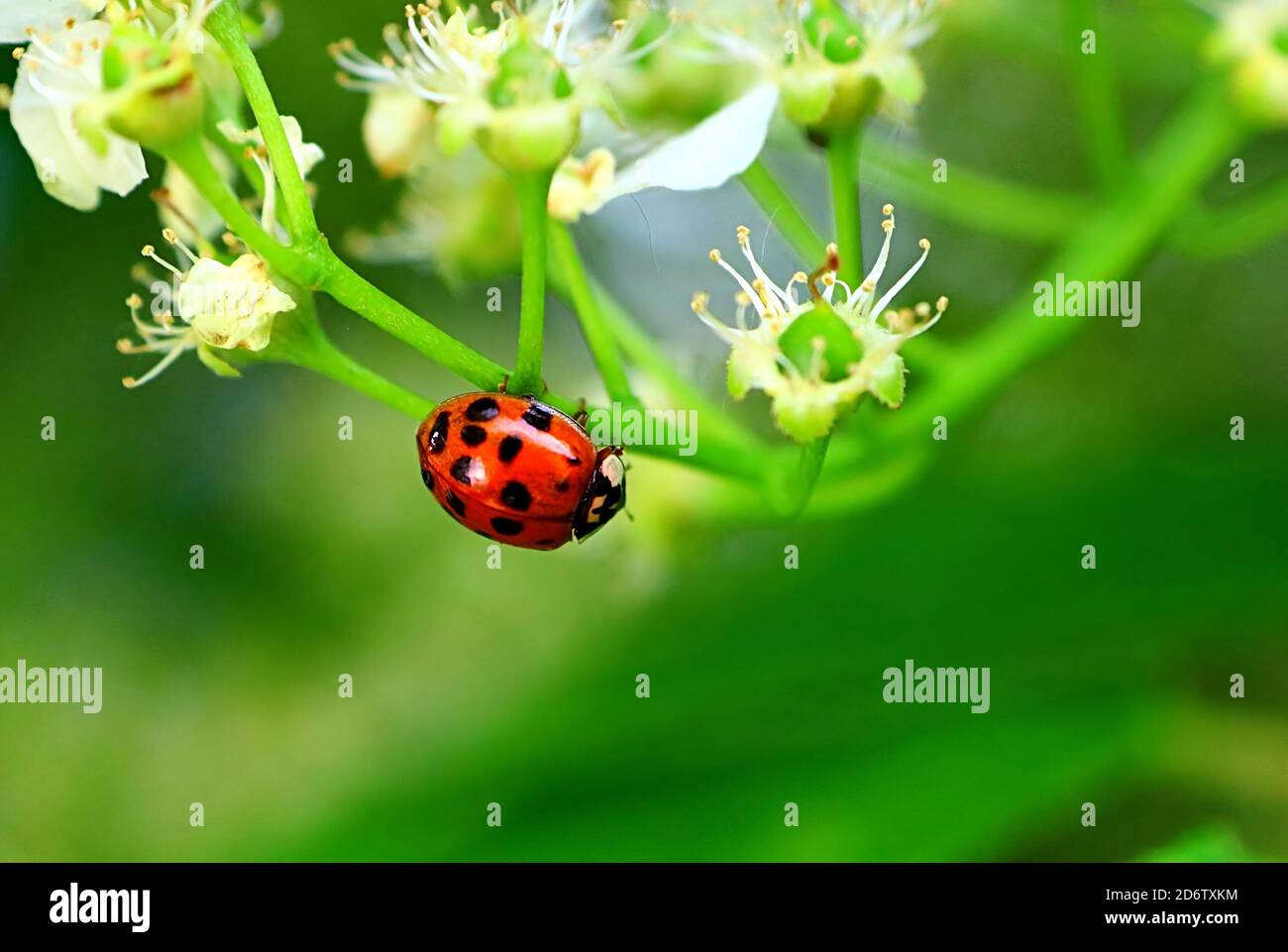 Ladybug on the apple tree in the spring Stock Photo - Alamy