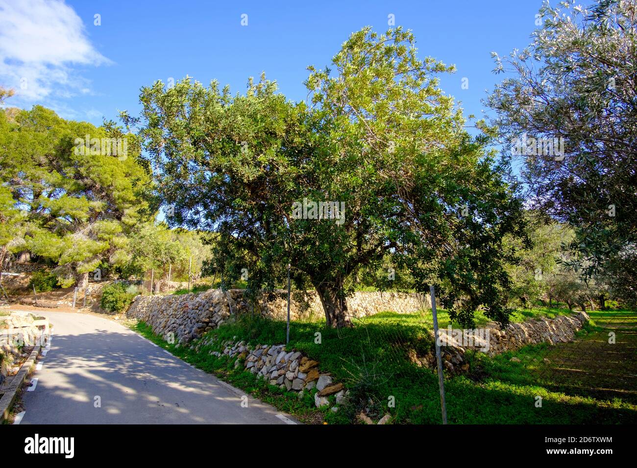 Carob tree (Ceratonia siliqua) near Altea La Vella, Alicante, Spain Stock Photo
