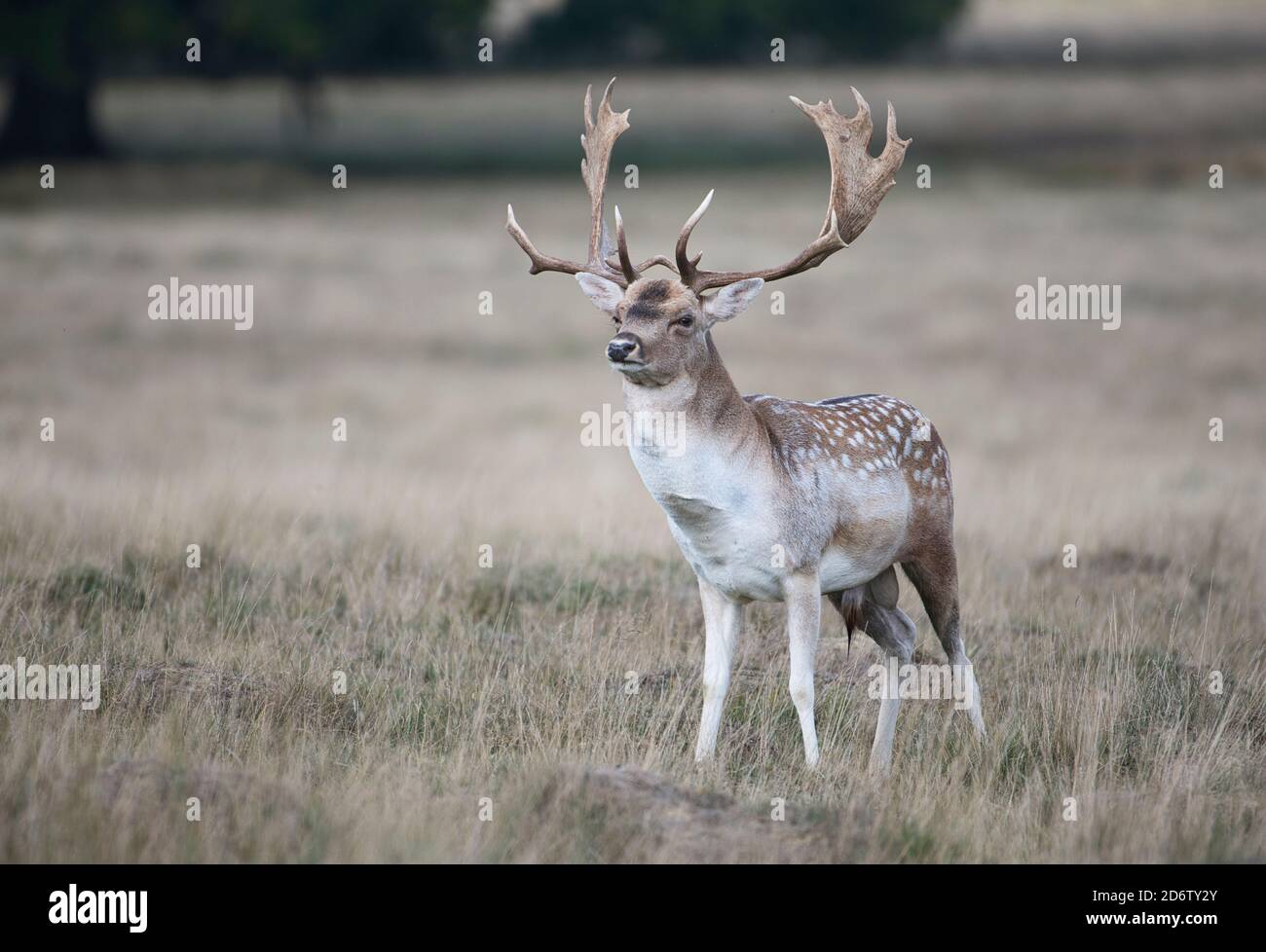 Fallow deer (Dama dama) buck showing the palmate antlers typical of the species Stock Photo