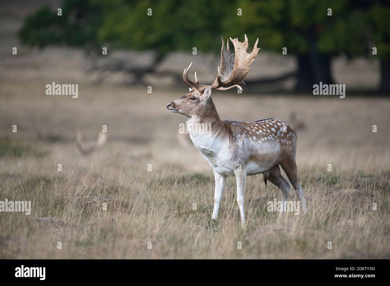 Fallow deer (Dama dama) buck showing the palmate antlers typical of the species Stock Photo