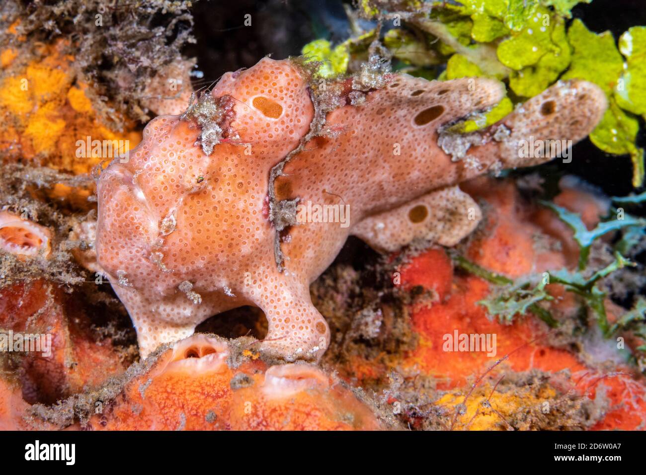 painted anglerfish, Antennarius pictus, perched among sponges and algae ...