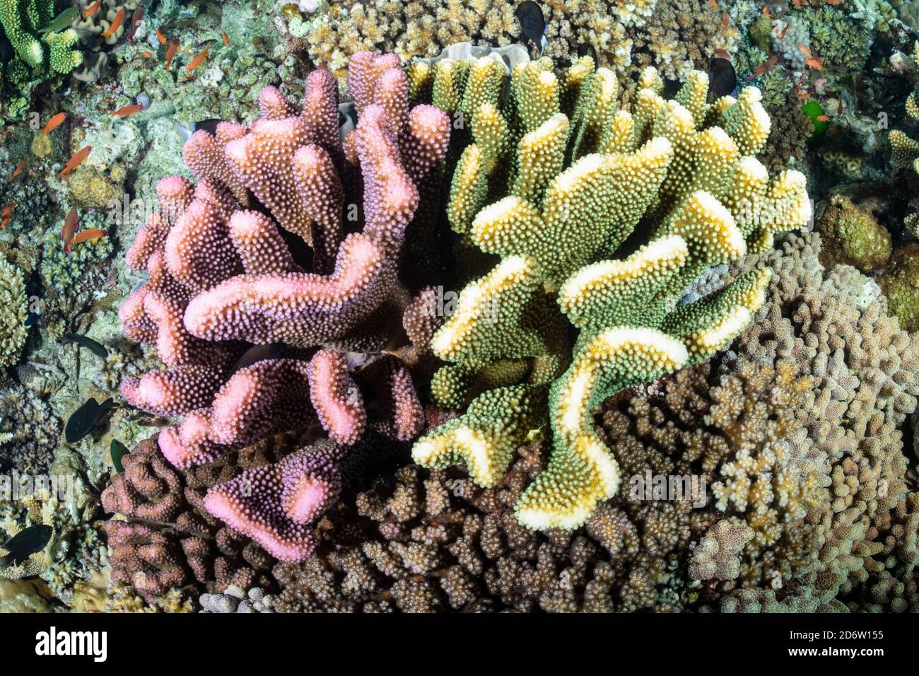 Two differently colored colonies of branching coral,  Pocillopora eydouxi,  compete for the same location on a shallow reef. Vatui-I-Ra, Bligh Water, Stock Photo