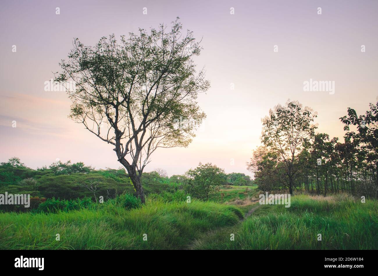 Asia tree savannah sunset hi-res stock photography and images - Alamy