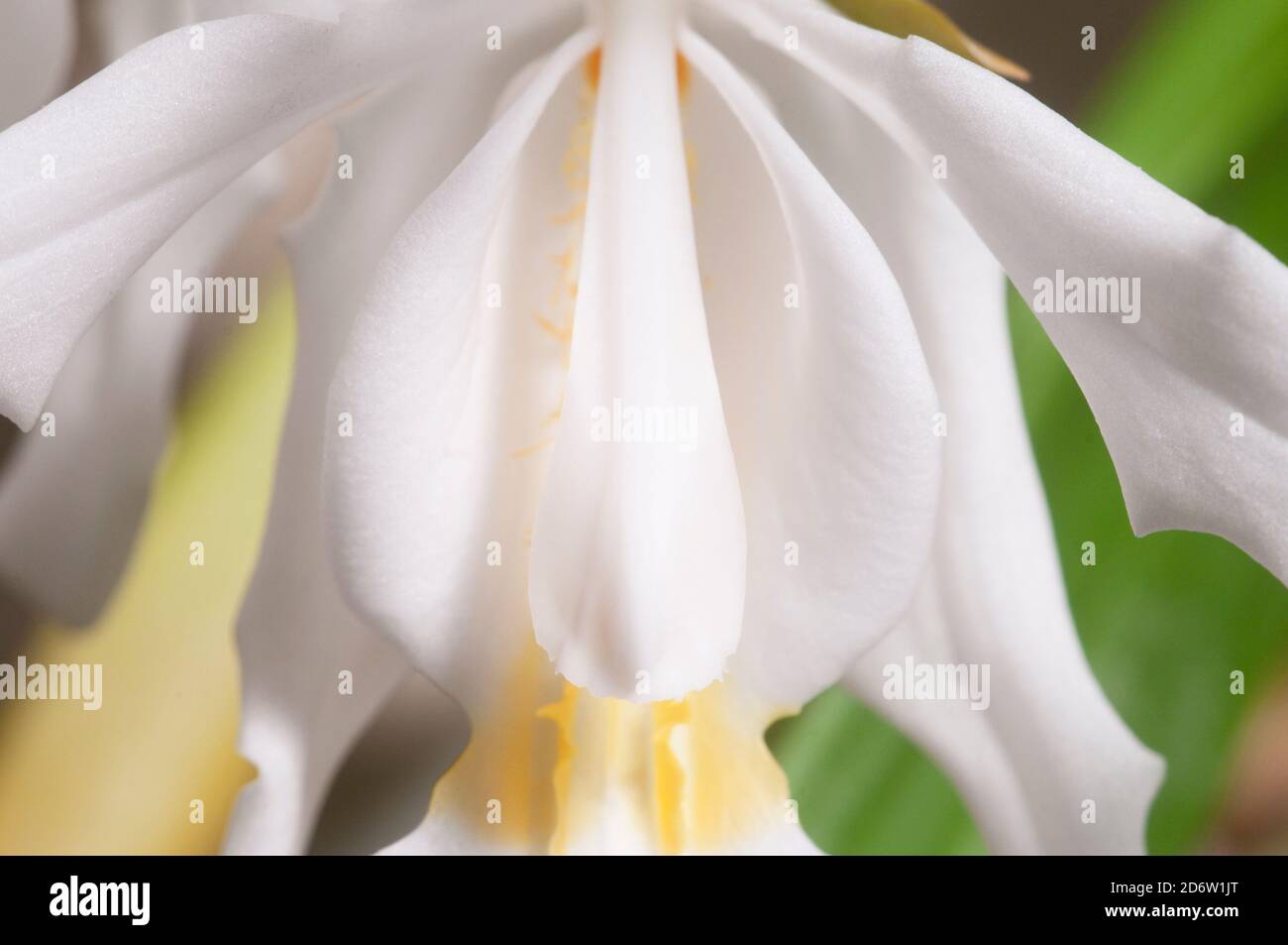 Flowers of Coelogyne cristata orchid, close up shot Stock Photo