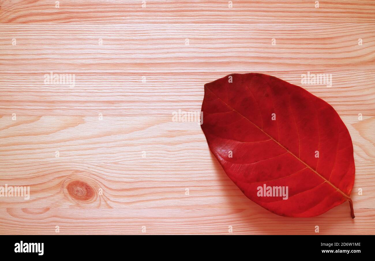 Red fallen leaf isolated on wooden background Stock Photo
