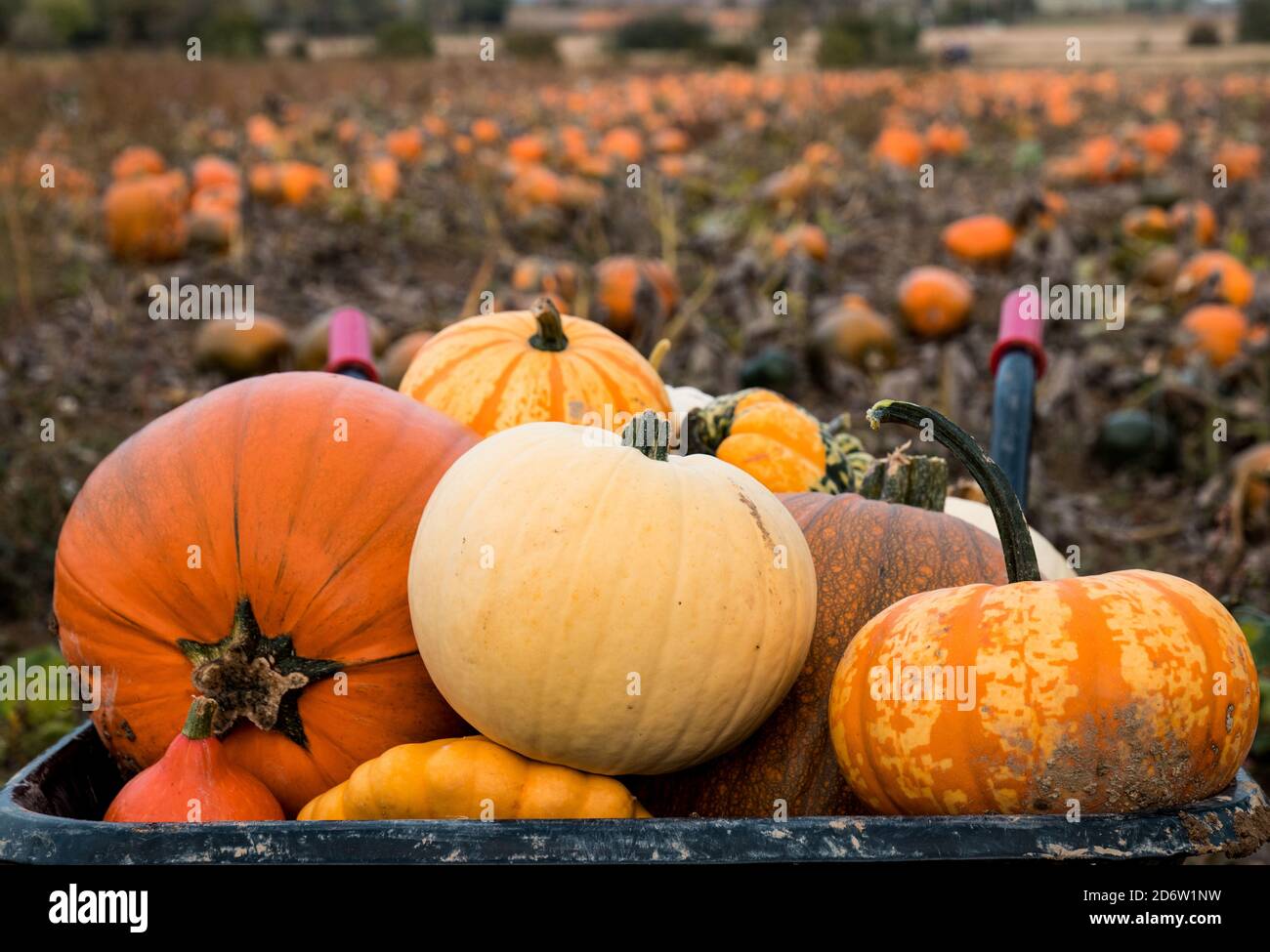 Pumpkins at the pumpkin patch Stock Photo
