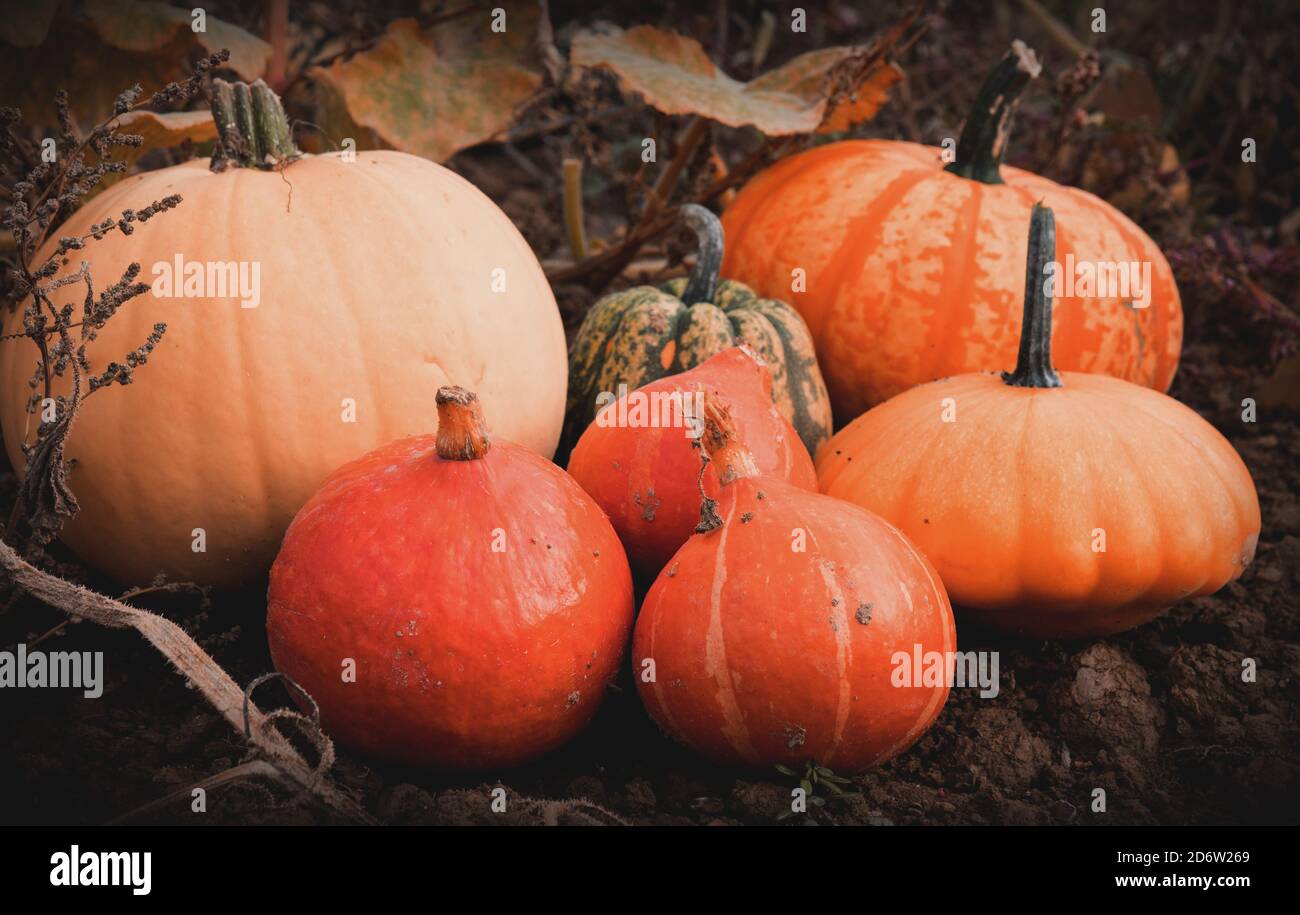 Pumpkins at the pumpkin patch Stock Photo