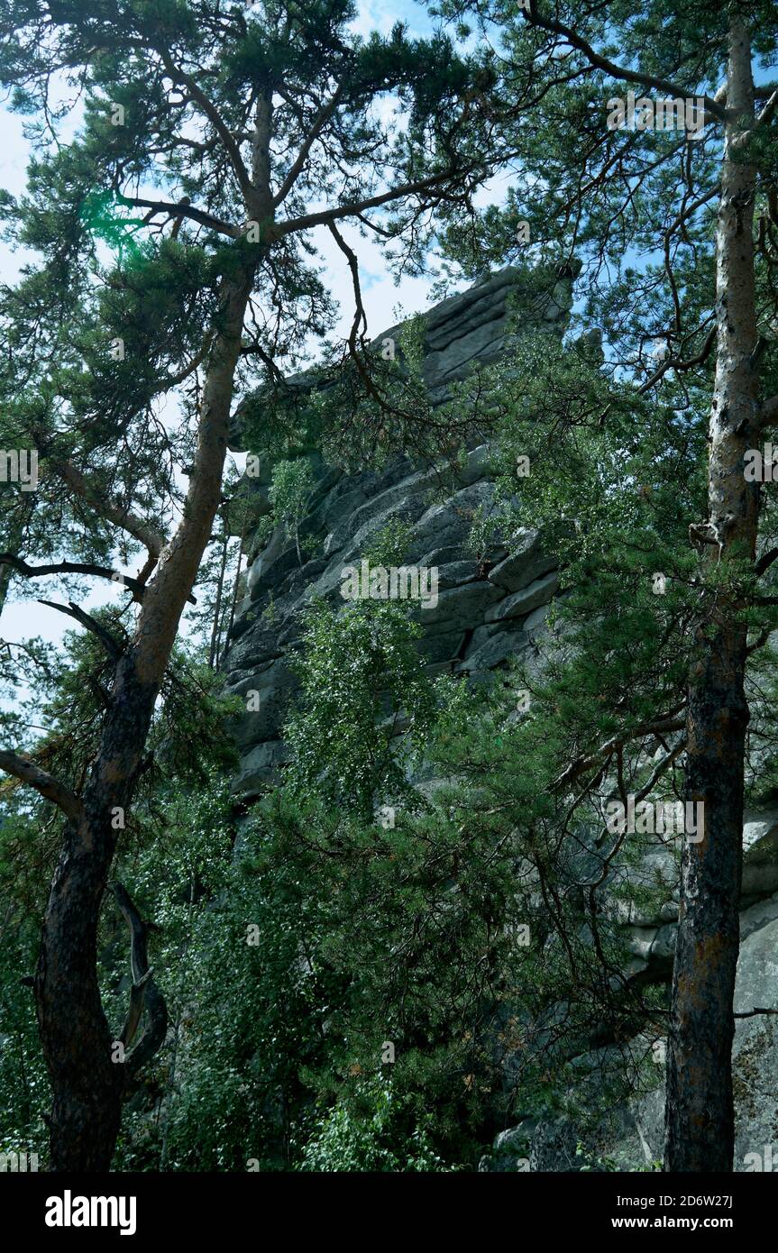 Rock wall in pine forest. Sunny summer day Stock Photo - Alamy