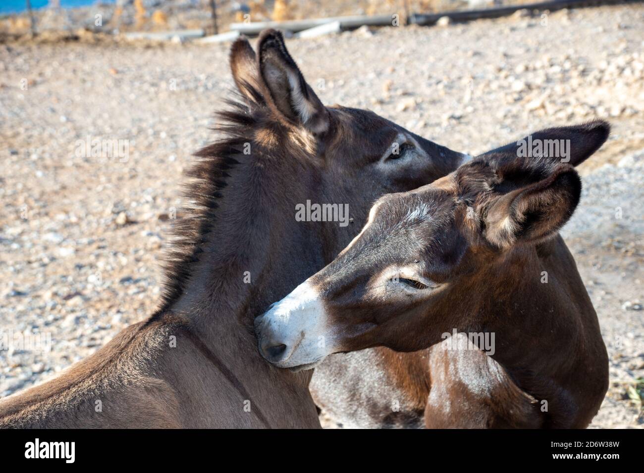 Two donkeys looking after each other Stock Photo