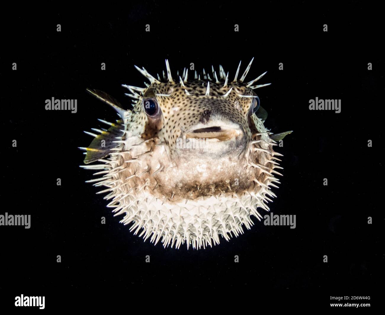 long-spine porcupinefish, freckled porcupinefish, Diodon holocanthus, Curacao, ABC islands, Netherlands Antilles, Caribbean Stock Photo