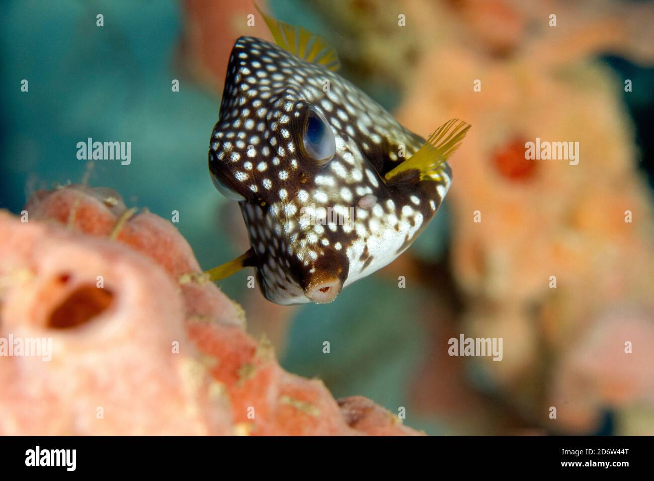 Smooth Trunkfish,  Lactophrys triqueter, Curacao, ABC islands, Netherlands Antilles, Caribbean Sea, Atlantic Ocean Stock Photo