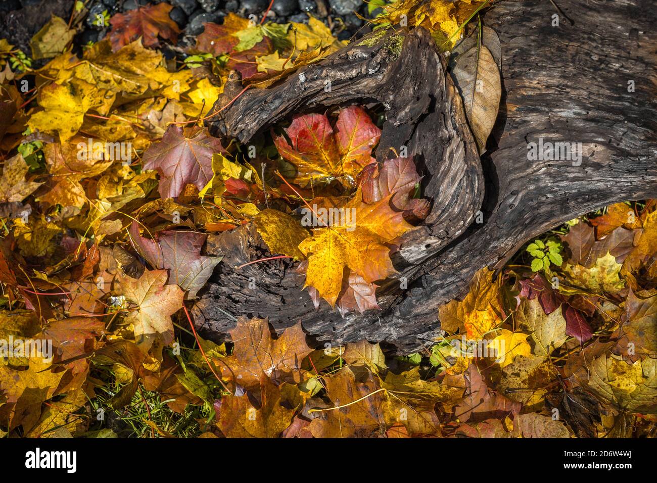 A textured autumnal background in Germany. Stock Photo