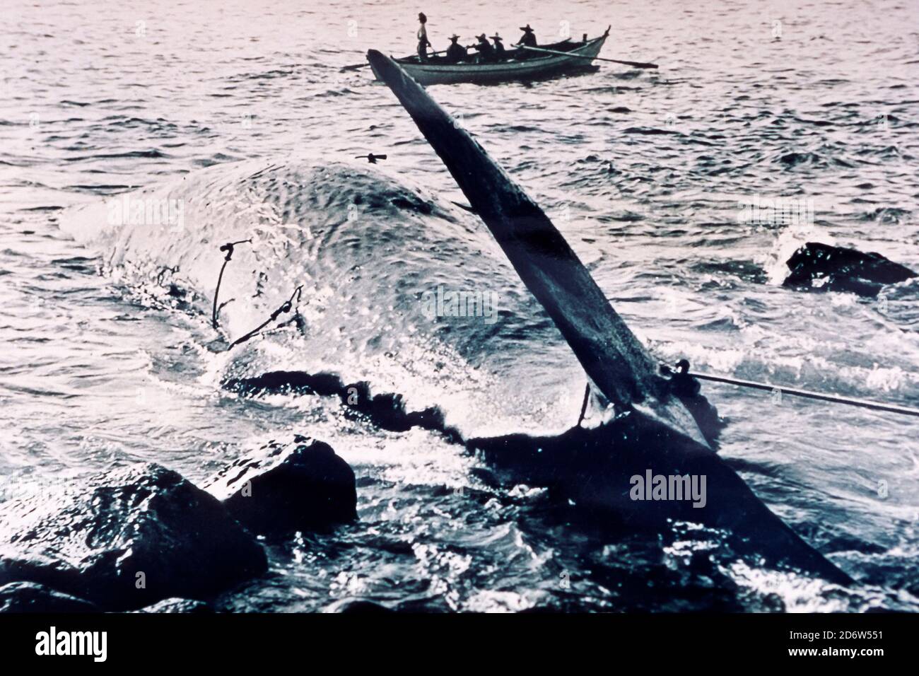 historic picture of whaling boat and captured sperm whale, Physeter macrocephalus, Capelas, San Miguel Island, Azores, Portugal, Atlantic Ocean Stock Photo