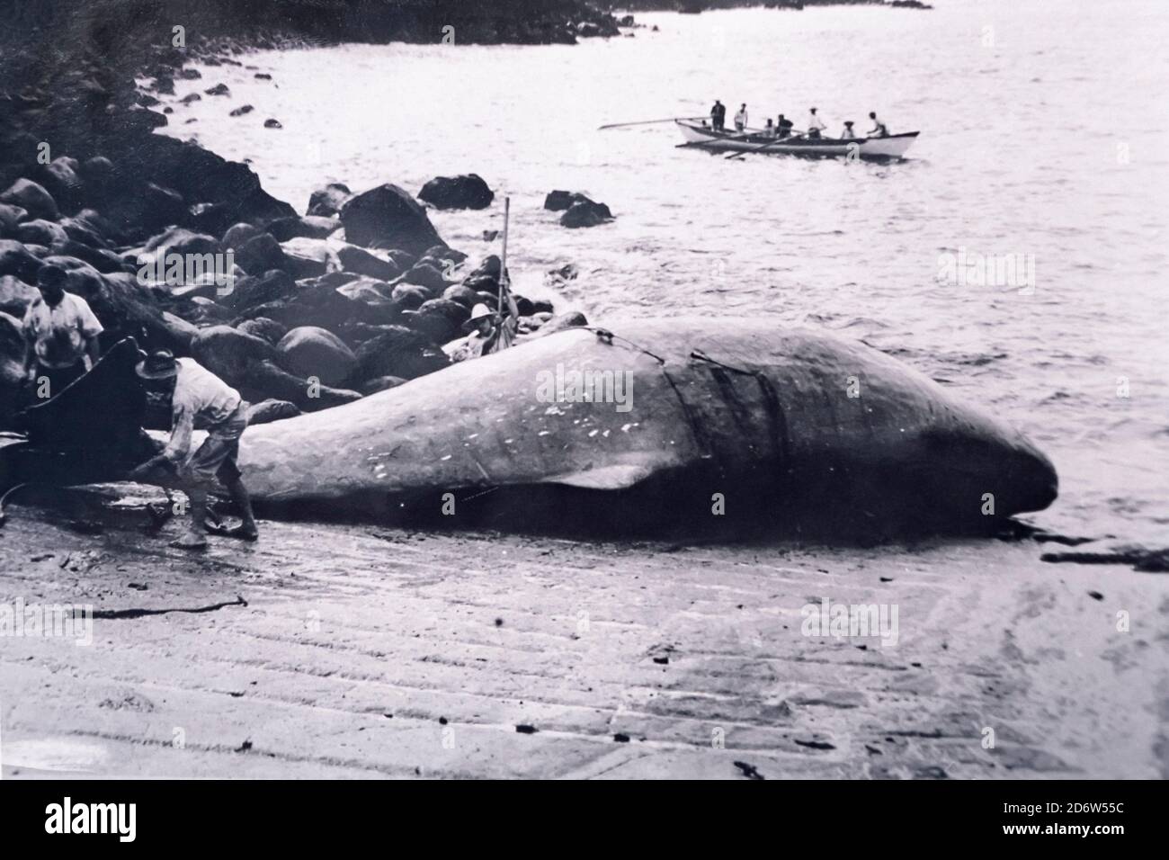 historic picture of whaling boat and captured sperm whale, Physeter macrocephalus, Capelas, San Miguel Island, Azores, Portugal, Atlantic Ocean Stock Photo