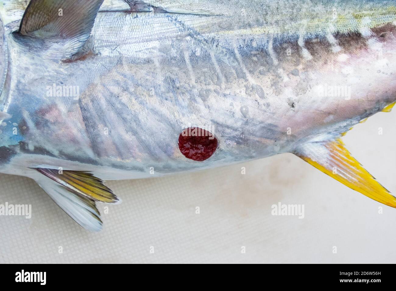 yellowfin tuna, Thunnus albacares, with a fresh bite wound from cookiecutter shark, Isistius brasiliensis, Kona Coast, Big Island, Hawaii, USA, Pacifi Stock Photo