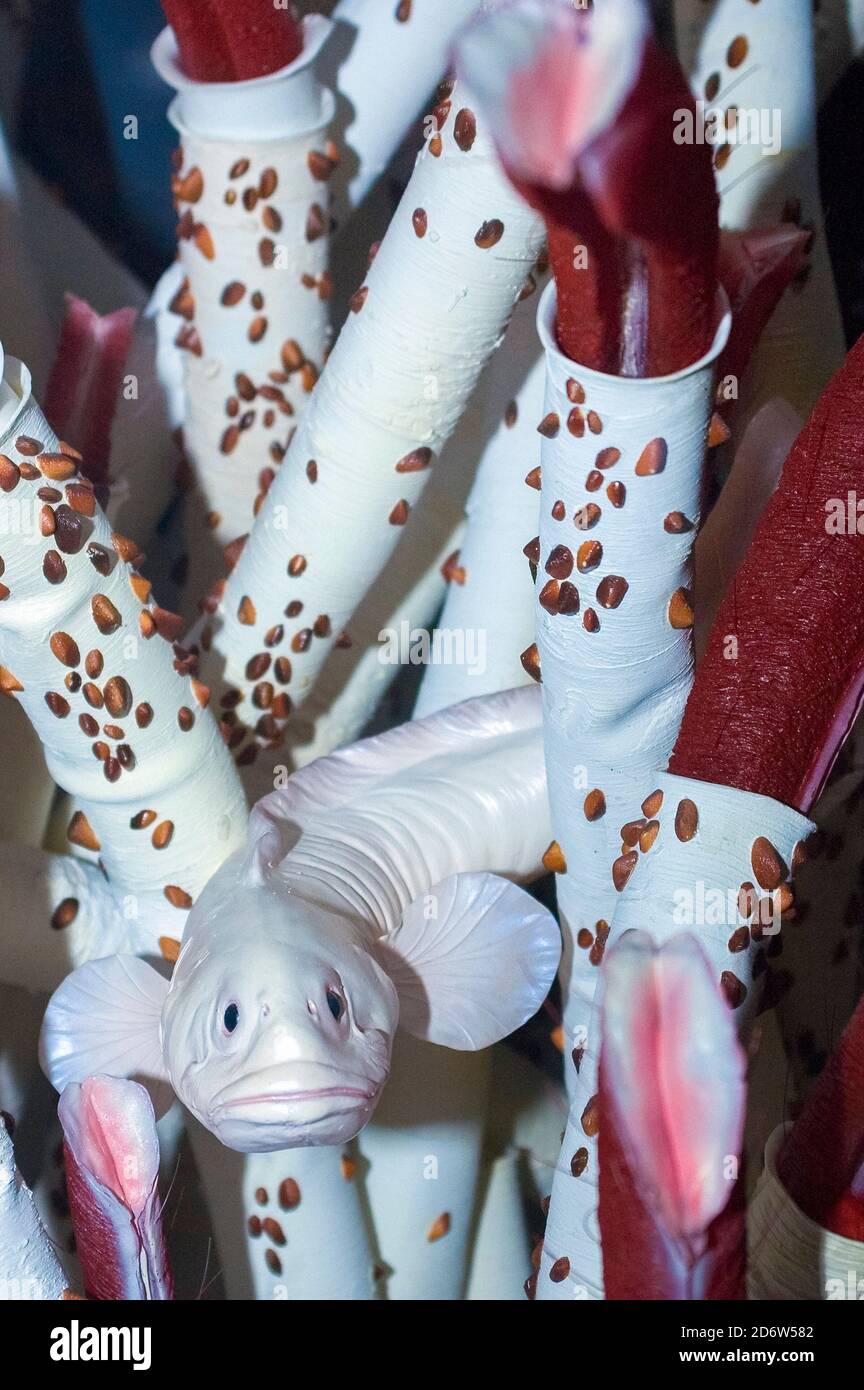 deep sea, hydrothermal vent life, vent eel spout, Thermarces cerberus, in amongst giant tube worms, Riftia pachyptila, model Stock Photo