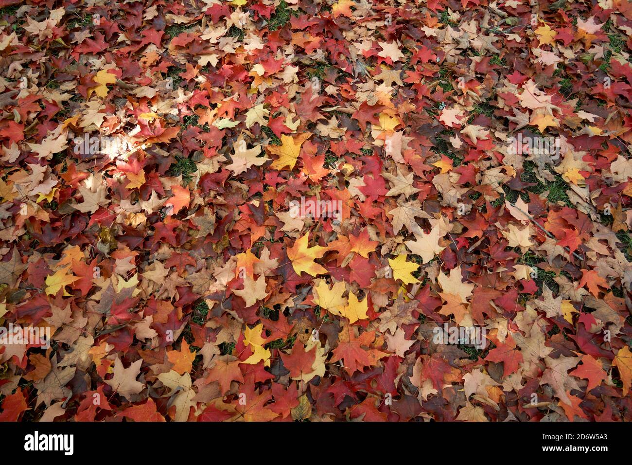 Background of red, yellow, and orange maple leaves scattered on the ground in the fall, Vancouver, British Columbia, Canada Stock Photo