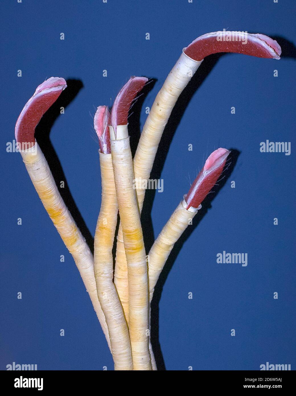 Tube worm, deep sea hi-res stock photography and images - Alamy