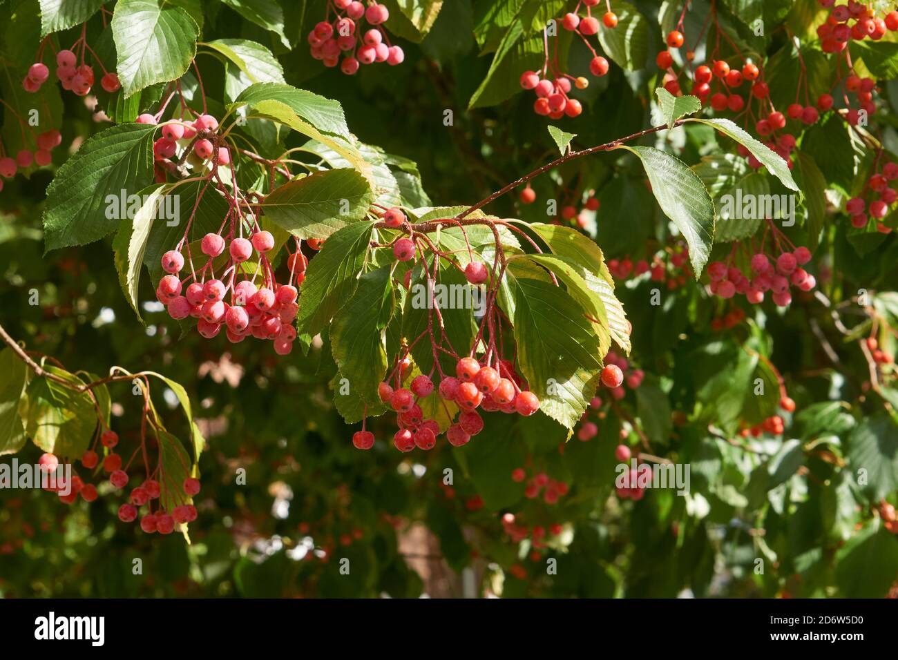Closeup of red berries hanging from the branches of a Hawthorn tree in the fall, Vancouver, British Columbia, Canada Stock Photo
