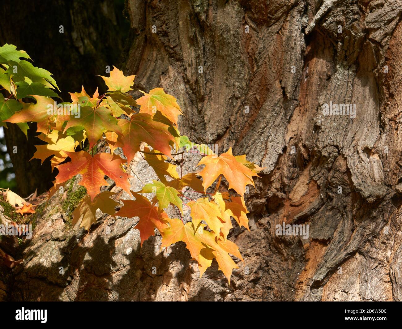 Branch of colorful red, yellow, and orange maple leaves with rough textured tree trunk in the background, Vancouver, BC, Canada Stock Photo